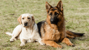 perro con displasia de cadrera