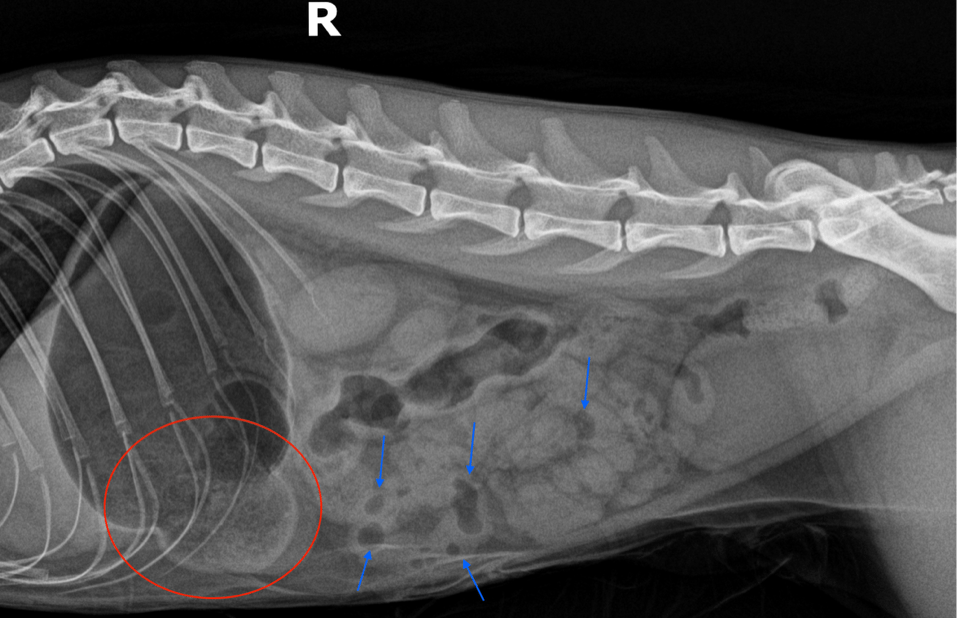 Figure 2: Radiografía lateral derecha con porción pilórica anormalmente dilatada y presencia de "Gas pocket"