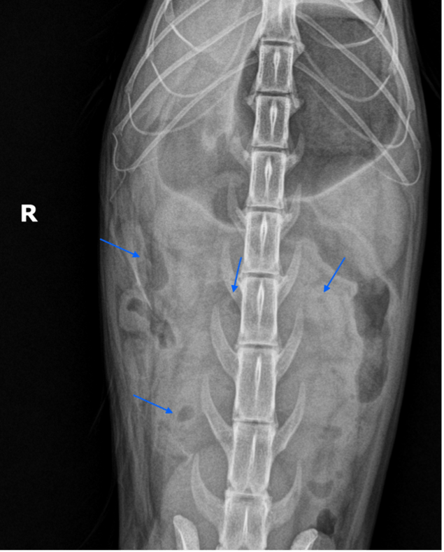 Figure 3: Radiografía ventrodorsal con presencia de "Gas pocket"
